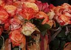 Rosen für alle am Valentinstag Neuigkeiten im Ruhesitz Wetterstein Seniorenresidenz Altersheim Augsburg